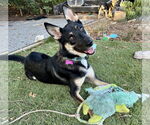 Small #1 German Shepherd Dog Mix