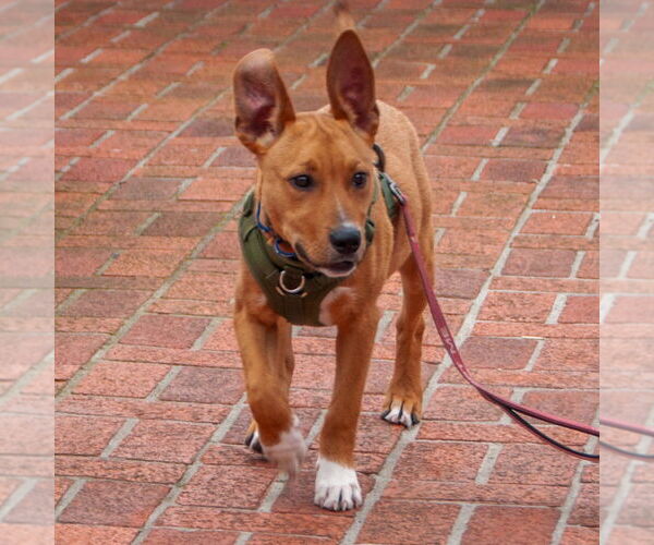 Medium Photo #1 American Pit Bull Terrier-Unknown Mix Puppy For Sale in San Jose, CA, USA