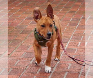 American Pit Bull Terrier-Unknown Mix Dogs for adoption in San Jose, CA, USA