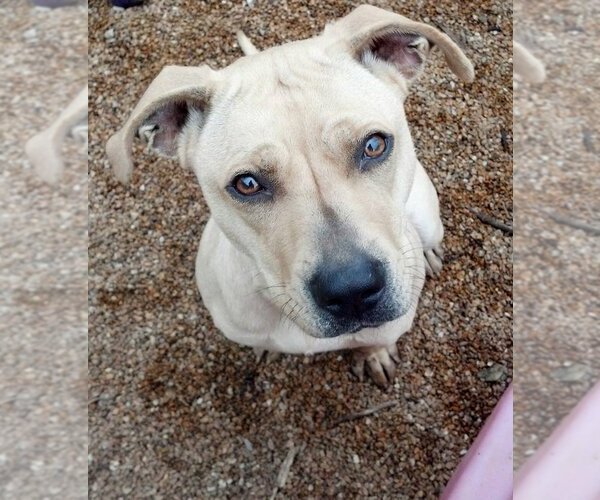 Medium Photo #2  Puppy For Sale in , 