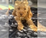 Small Photo #11 Goldendoodle mix (+ Poodle Miniature) Puppy For Sale in MENIFEE, CA, USA