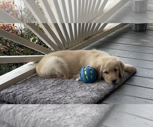 Golden Retriever Puppy for sale in FAIR PLAY, SC, USA