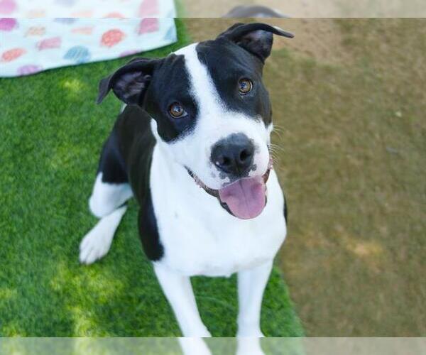 Medium Photo #2 American Staffordshire Terrier-Unknown Mix Puppy For Sale in Tallahassee, FL, USA