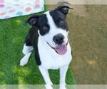 Small #1 American Staffordshire Terrier Mix