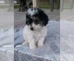 Small Photo #7 Poodle (Miniature) Puppy For Sale in DUNNVILLE, KY, USA