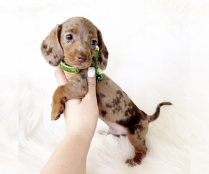Dachshund Puppy for sale in DAVIS, CA, USA