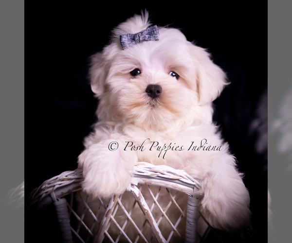 Medium Photo #51 Maltese Puppy For Sale in WARSAW, IN, USA
