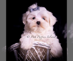 Small Photo #51 Maltese Puppy For Sale in WARSAW, IN, USA