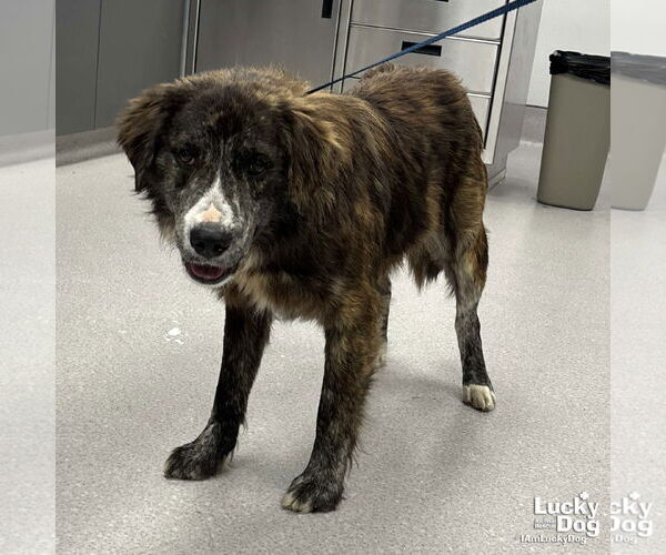 Medium Photo #2 Mutt Puppy For Sale in Washington, DC, USA