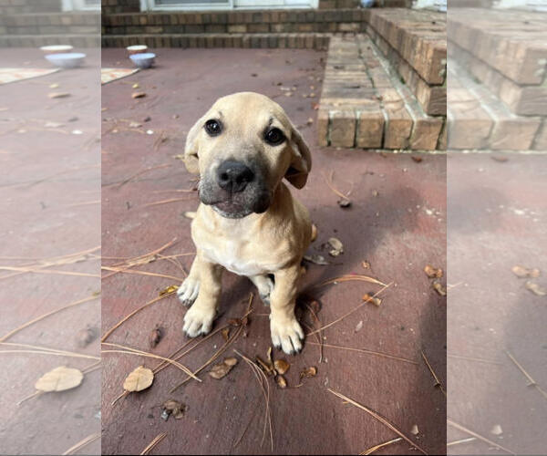 Medium Photo #2 Mutt Puppy For Sale in Mobile, AL, USA