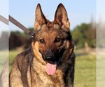 Small #3 German Shepherd Dog