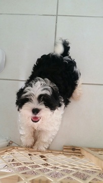 Medium Photo #1 Shih Tzu Puppy For Sale in HOMESTEAD, FL, USA