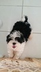 Small Photo #1 Shih Tzu Puppy For Sale in HOMESTEAD, FL, USA