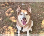 Small #2 Siberian Husky