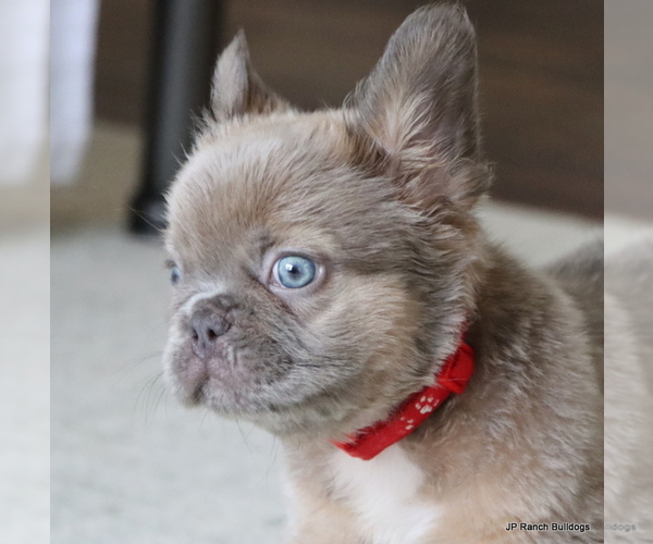 Medium Photo #9 French Bulldog Puppy For Sale in WINNSBORO, TX, USA