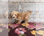 Small #4 Poodle (Miniature)