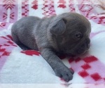 Puppy Pepe French Bulldog