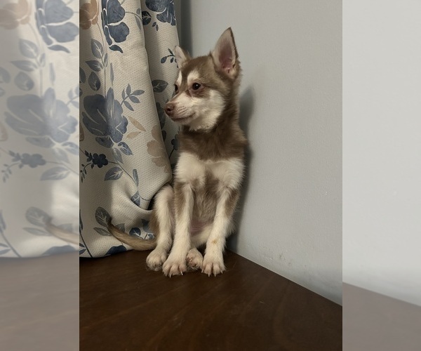 Medium Photo #40 Alaskan Klee Kai Puppy For Sale in DURHAM, CT, USA
