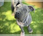 Small #1 American Staffordshire Terrier