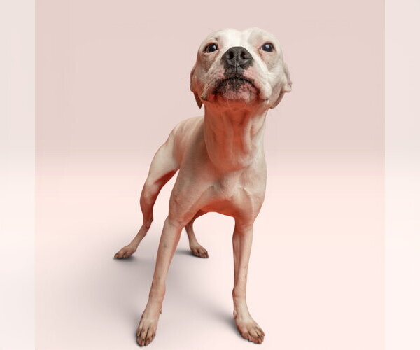 Medium Photo #1 Boxer-Unknown Mix Puppy For Sale in Rowlett, TX, USA
