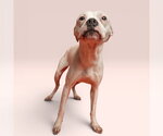 Small Boxer Mix