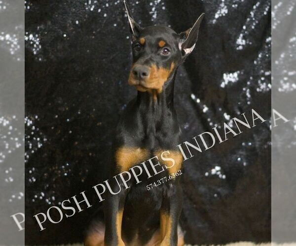 Medium Photo #3 Doberman Pinscher Puppy For Sale in WARSAW, IN, USA
