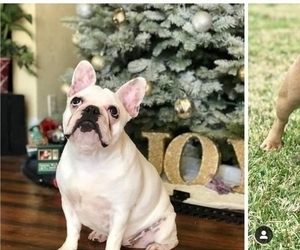 Mother of the French Bulldog puppies born on 12/05/2019