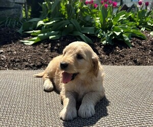 Goldendoodle Puppy for sale in ATGLEN, PA, USA