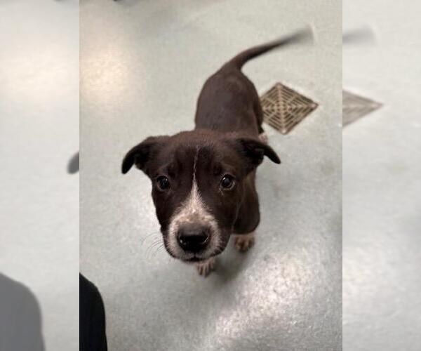 Medium Photo #1 Labrador Retriever Puppy For Sale in Baytown, TX, USA