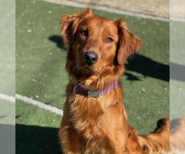 Medium Photo #1 Golden Retriever Puppy For Sale in San Diego, CA, USA