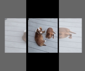 Mother of the Dachshund puppies born on 08/02/2026