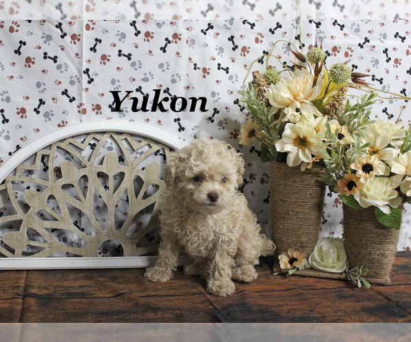 Medium Photo #3 Poodle (Toy) Puppy For Sale in CHANUTE, KS, USA