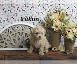Small #2 Poodle (Toy)