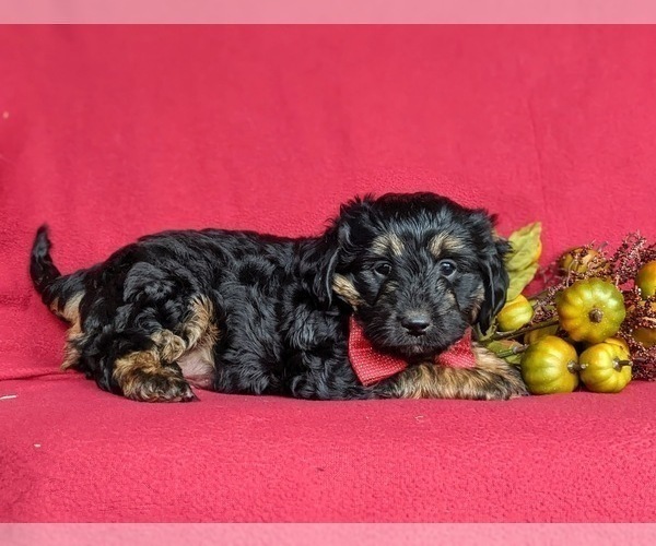 Medium Photo #4 Miniature Bernedoodle Puppy For Sale in KIRKWOOD, PA, USA