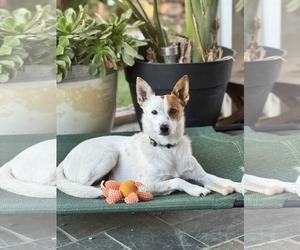 Mutt Dogs for adoption in La Verne, CA, USA