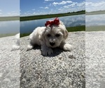 Small #6 Maltipoo