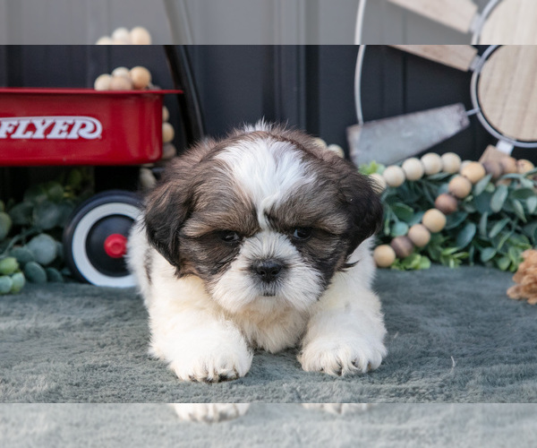 Medium Photo #19 Shih Tzu Puppy For Sale in CLARE, MI, USA