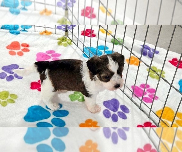 Medium Photo #9 Havashire Puppy For Sale in ORO VALLEY, AZ, USA