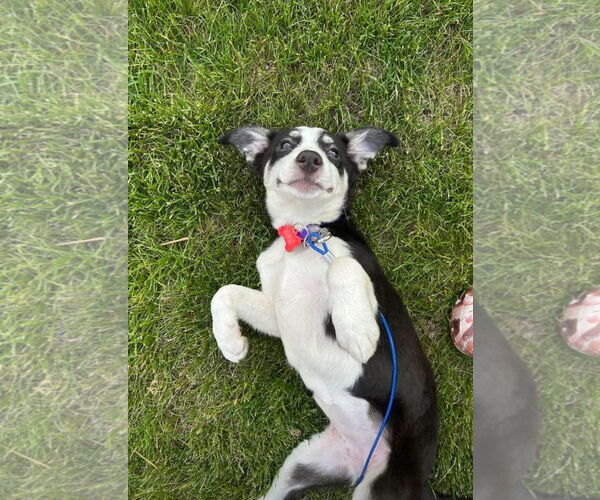 Medium Photo #8 Australian Shepherd-Unknown Mix Puppy For Sale in Grafton, WI, USA