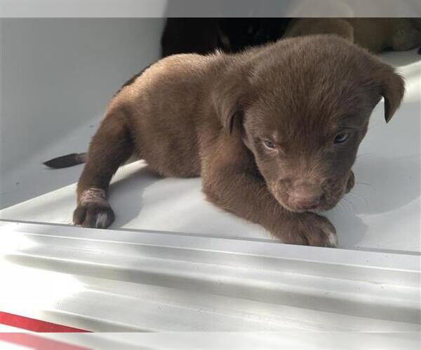 Medium Photo #1 Siberian Husky-Unknown Mix Puppy For Sale in Houston, TX, USA