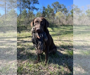 Mother of the Labrador Retriever puppies born on 02/03/2024