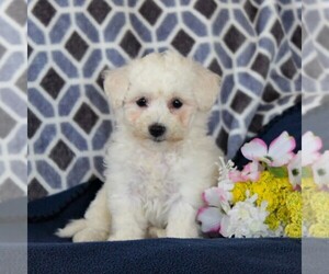 Bichon Frise Puppy for sale in NARVON, PA, USA