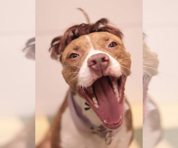 Medium Photo #6 Mutt Puppy For Sale in Philadelphia, PA, USA