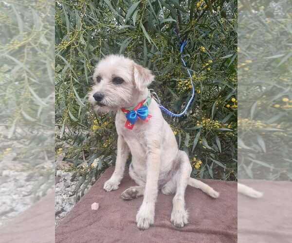 Medium Photo #2 Mutt Puppy For Sale in San Diego, CA, USA