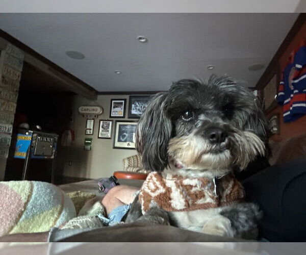 Medium Photo #3 Shih Tzu Puppy For Sale in East Derry, NH, USA