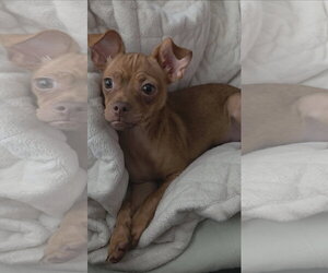 ShiChi Dogs for adoption in Rosenberg, TX, USA