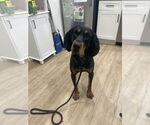 Small #2 Black and Tan Coonhound