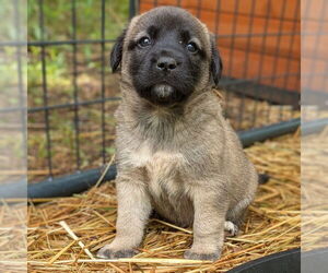 Mastiff-Unknown Mix Dogs for adoption in Vail, AZ, USA