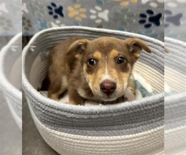 Medium Photo #1 Carolina Dog-Unknown Mix Puppy For Sale in Rosenberg, TX, USA