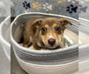 Carolina Dog-Unknown Mix Dogs for adoption in Rosenberg, TX, USA